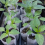 Biodegradable Seed Nursery Bags, Plant Growing Fab 5