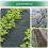 Landscape Staples 6 Inch Galvanized Sod Stakes Gar 5