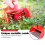Berry Picker, Pickers and Rakes with Metallic Comb 5