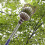 Fruit Picker Tool, 160cm Apple Picker Pole with Basket Adjustable, Long Handle, Fruits Catcher Tree Picker 5