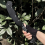 Black Folding Sickle with Stainless Steel Blade & 4