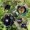 15PCS Plant Propagation Stations Air Layering Pods 10