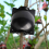 15PCS Plant Propagation Stations Air Layering Pods 4