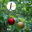 Christmas Tree Lights IP65 Water Proof 16 Lines 8 3