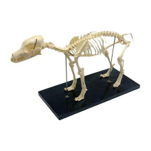 Dog Skeleton Anatomy Model - 64cm PVC Detachable Dog Anatomy Animal Teaching Tool for Pet Hospitals & Training