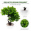 Gefälschtes Willkommen-Pine Bonsai Ornament Grün Kunststoffdeko 8