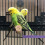 wooden bird perch rod for parrot chewing and scratching 3