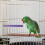 wooden bird perch rod for parrot chewing and scratching 5