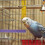 wooden bird perch rod for parrot chewing and scratching 6