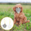 2Pcs Adjustable Dog Muzzle Nonwoven Fabric Anti-Bite Breathable Cover 5