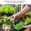 Hydroponic Pods Kit Plastic Peat Baskets Indoor Garden System 5