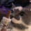 (UK PLUG, No Flavor) Blisso Cat Diffuser - 2025 Best Cat Pheromones Calming Diffuser 5