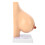Lactating Bust PVC Anatomical Model , Hand Made 14