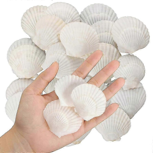 40PCS Natural Scallop Shells 1.4-2.4inch White Small Sea Shells compatible with Crafts Crafting Shell