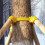(Inner Diameter 4.3cm)Large Plant Frame Tripod Tree Support Stakes with Plastic Cups Garden Growing Tool 1
