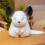 (35cm, Grey) Cute Hamster Doll Plush Toy Gift for Children 4