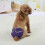 (M,purple)Super-Absorbent Washable Female Dog Diapers for Comfortable Sanitary Pant 5