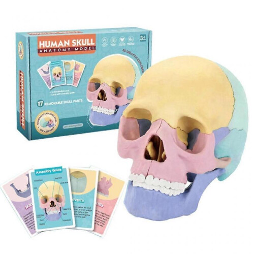 Anatomy Skull Model for Studying Human Skull Model  Medical Skull Model