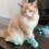 4PCS Green Silicone Cat Foot Covers, Adjustable Scratch Protection 5