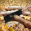 Mini Folding Hand Saw for Woodwork, 5.5in Compact & Portable 6