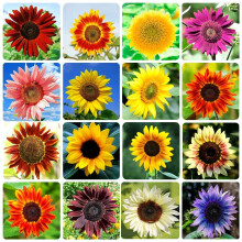 1000+ Sunflower Seeds for Planting — 15 Heirloom Varieties, Non-GMO, Attracts Pollinators (B0B18KG7T2)