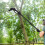 2-in-1 Pole Saw and Cordless Pole Saw for Tree Trimming,Power Pole Saw 5