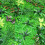 (Type4) Green Plant Wall Background Wall Plastic Simulation Plant Lawn Wall 11