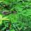 (Type3) Green Plant Wall Background Wall Plastic Simulation Plant Lawn Wall 10