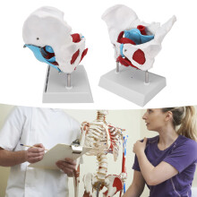 Midwifery Teaching Pelvic Floor Anatomy Model Removable & Colored Female Pelvis