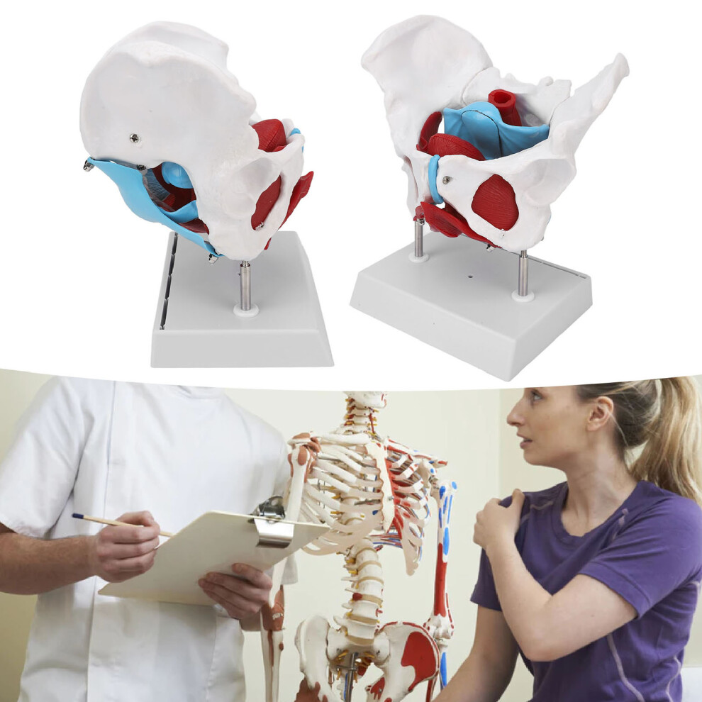Midwifery Teaching Pelvic Floor Anatomy Model Removable & Colored Female Pelvis