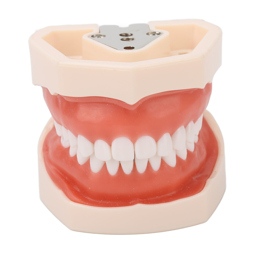 Standard 28 Teeth Soft Gum Denture Teaching Model for Kids Dental Demonstration