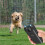 Dog Bark Control Device - Trainer with Adjustable Frequency, Rechargeable Waterproof 2