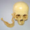1: 1 Resin Human Skull Anatomical Teaching Decoration Yellow 4