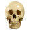 1: 1 Resin Human Skull Anatomical Teaching Decoration Yellow 2