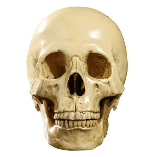 1: 1 Resin Human Skull Anatomical Teaching Decoration Yellow 1