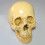 1: 1 Resin Human Skull Anatomical Teaching Decoration Yellow 5