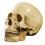 1: 1 Resin Human Skull Anatomical Teaching Decoration Yellow 1