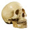 1: 1 Resin Human Skull Anatomical Teaching Decoration Yellow 3