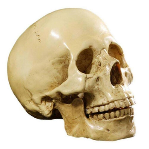 1: 1 Resin Human Skull Anatomical Teaching Decoration Yellow 2