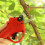 (Green) 88VF Wireless 25mm Rechargeable Electric Scissors Branch Pruning Shear Tree Cutting Tools 10