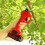 (Green) 88VF Wireless 25mm Rechargeable Electric Scissors Branch Pruning Shear Tree Cutting Tools 9