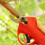 (Green) 21V Wireless 25mm Rechargeable Electric Scissors Branch Pruning Shear Tree Cutting Tools 9