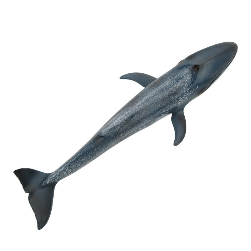 Fish Model Home Decor Educational Kid Cute 2