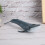 Fish Model Home Decor Educational Kid Cute 4