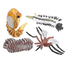 Mosquito Growth Cycle Model Children Miniature