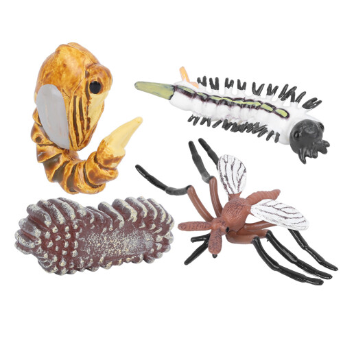 Mosquito Growth Cycle Model Children Miniature