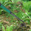 6 Root Tip Garden Weeder 3