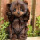 Alpaca fur plush teddy bear 2