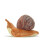Brown Snail Plush Toy 40CM Gift for Kids 2