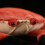 Zodiac Crab Plush Toy Gift for Kids 5